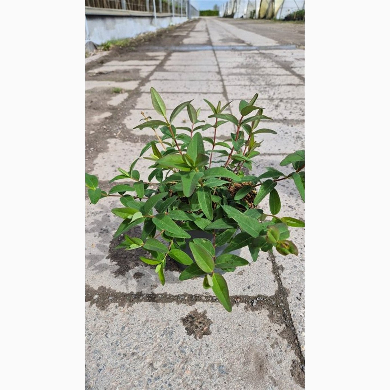 Johannesört – Hypericum 'Hidcote' - C3 20-30 CM